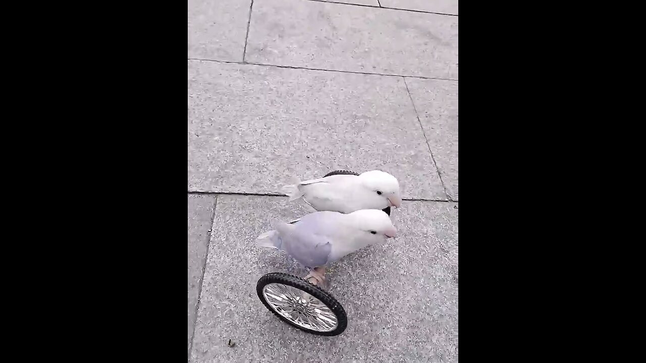 Beautiful Birds having fun