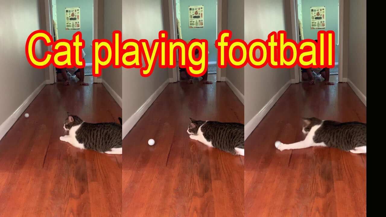 Cat playing football with me