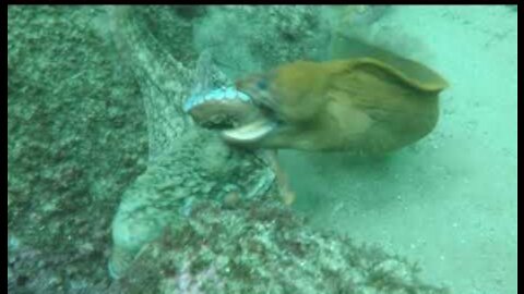 Moray Eel VS Octopus