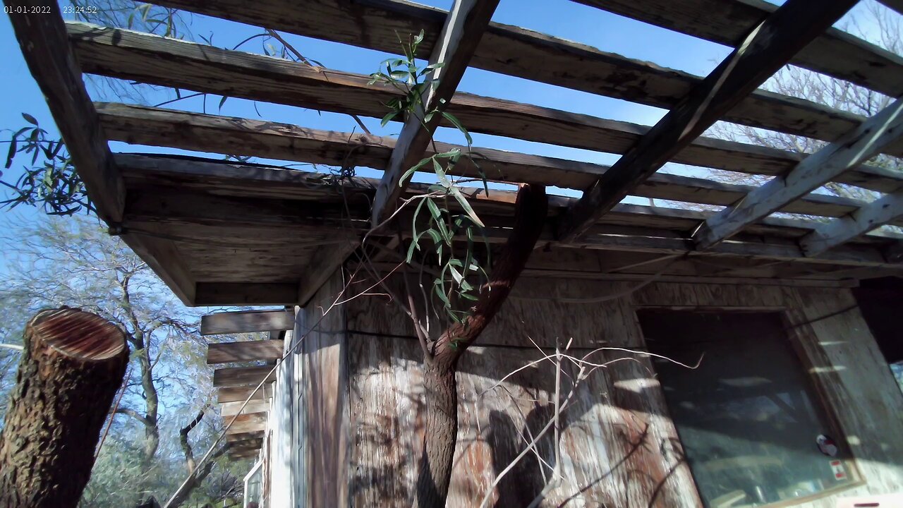 Pepper tree branches