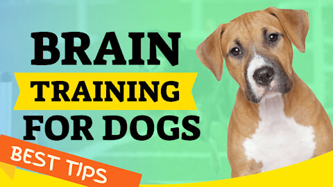 Brain Training for Dogs - Best dog training tips