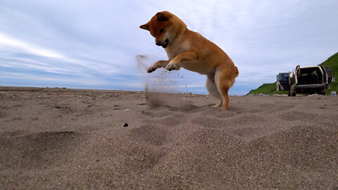 Funny red dog plays with the bug