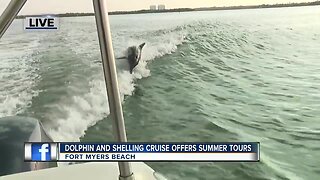 Island Time Dolphin and Shelling Cruises run private tours near Fort Myers Beach