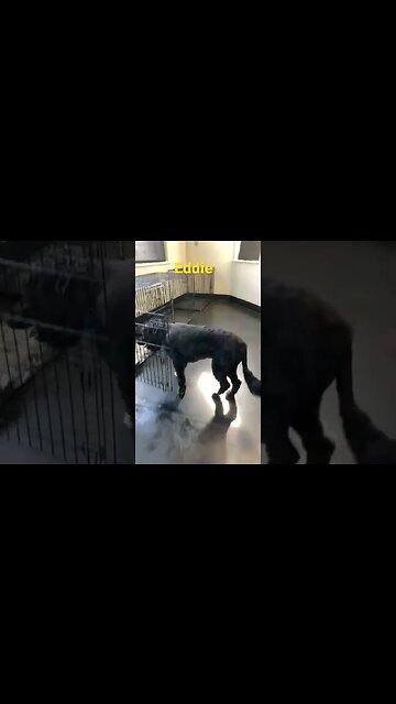 [Shorts 0087] EDDIE [#dogs #doggos #doggies #puppies #dogdaycare]