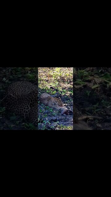 Predator Becomes Prey? #shorts | #ShortsAfrica