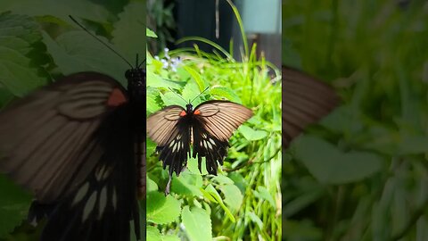 Common rose butterfly drinking nectar