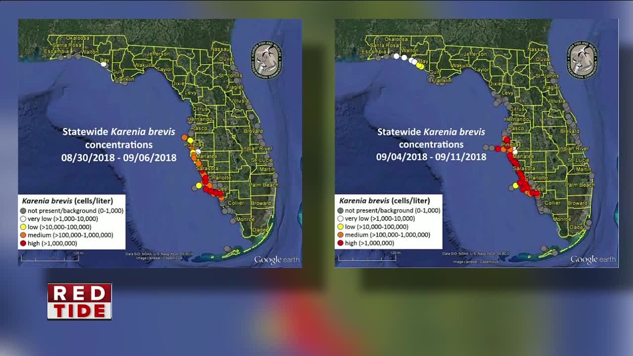 FWC reports significant increase in red tide in Tampa Bay region