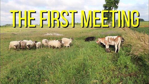 First Meetings | Chickens Get Nesting Boxes