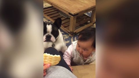 Baby and Dog Have Cookie Concentration