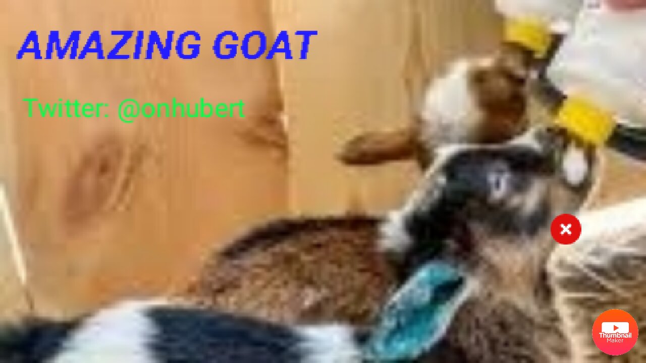 Funny goat and how it got trained