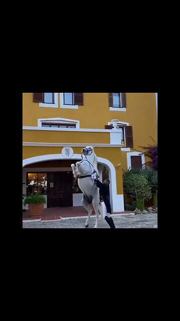 Beautiful Horse 🐎 #UbertainmentFun #Shorts #ytshorts #Dogs #Animals #Fun