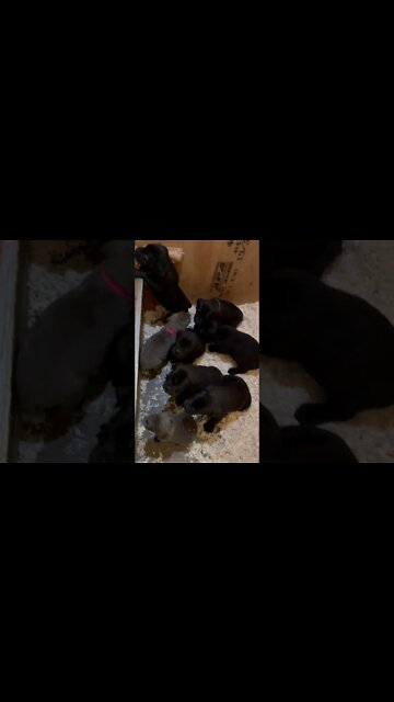 5 week old Cane Corso puppies