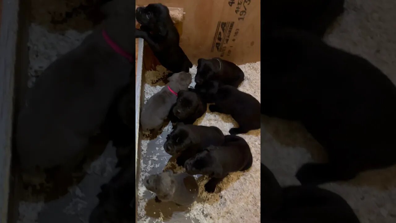 5 week old Cane Corso puppies