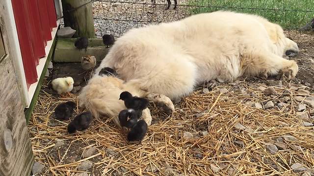 Newborn chicks play on top of patient dog