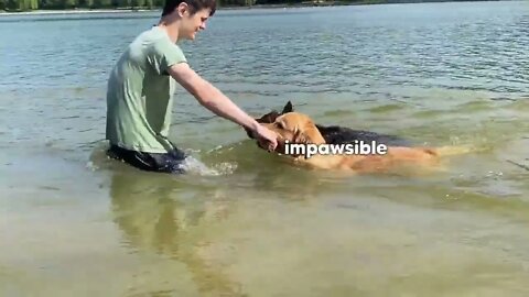 My Dogs Go On A Beach Trip