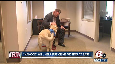 Johnson County Prosecutor’s Office gets service dog to provide emotional support to victims