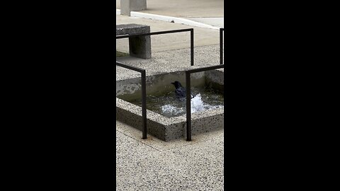 Public Bird Bath