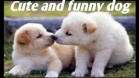 Cute and funny dog video