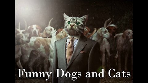 Funny Dogs and cats Fights