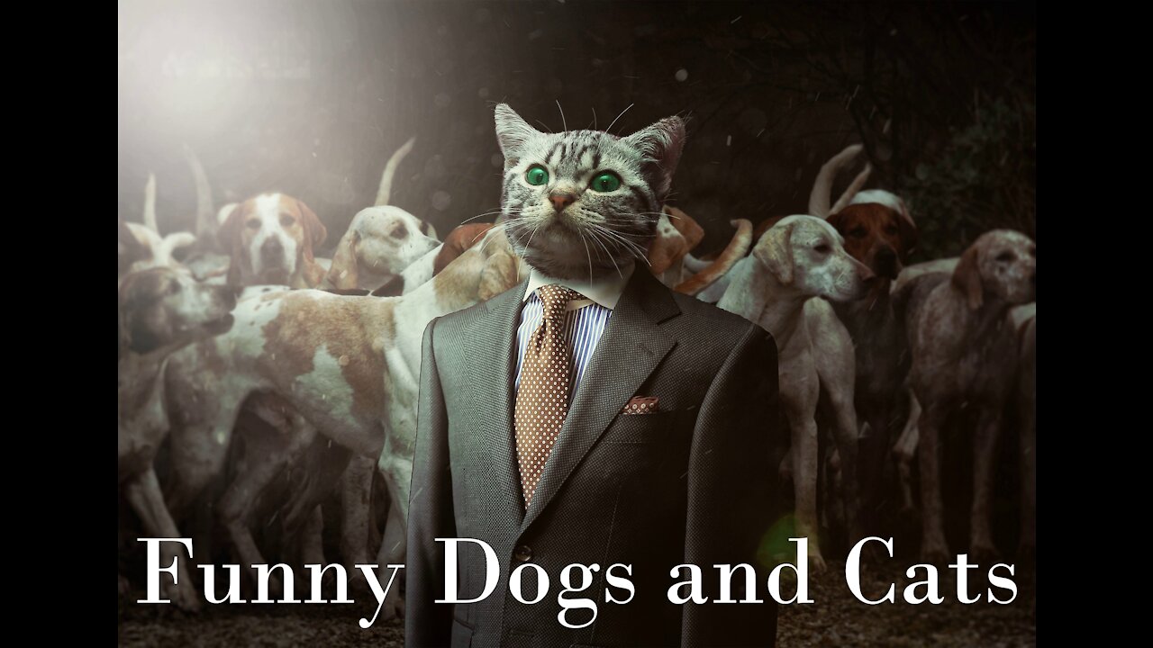 Funny Dogs and cats Fights