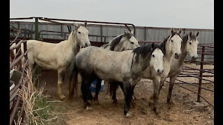 The 5 Greys left at the CO kill pen