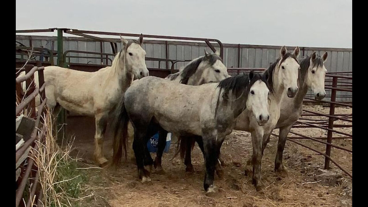 The 5 Greys left at the CO kill pen