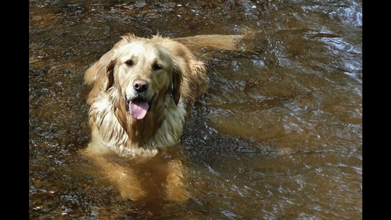 How To Teach A Dog To Swim!