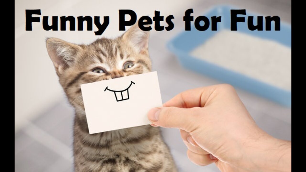 Funny Pets Compilation