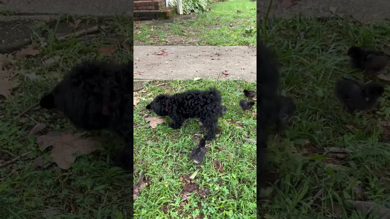 Our puppy meets the new baby chicks ￼