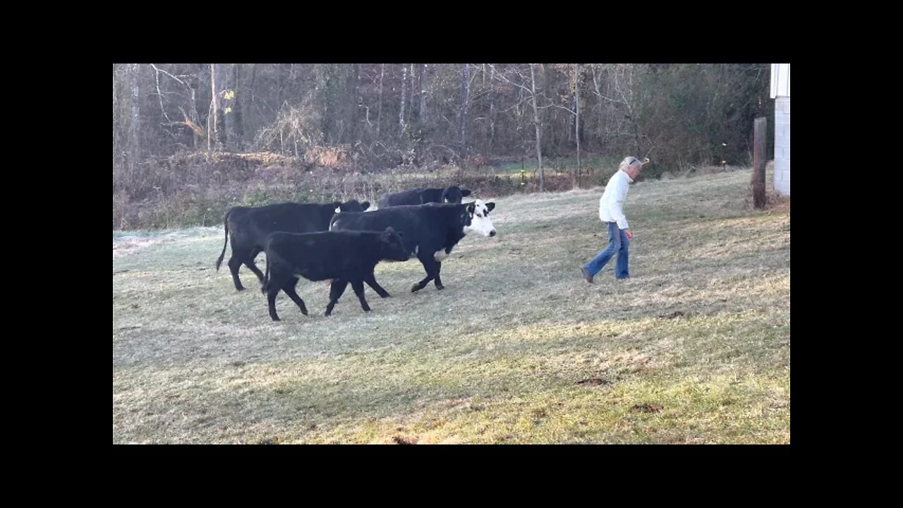 They Make Great Pets 🐄