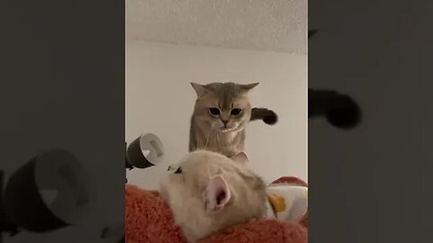 CAT VIDEO