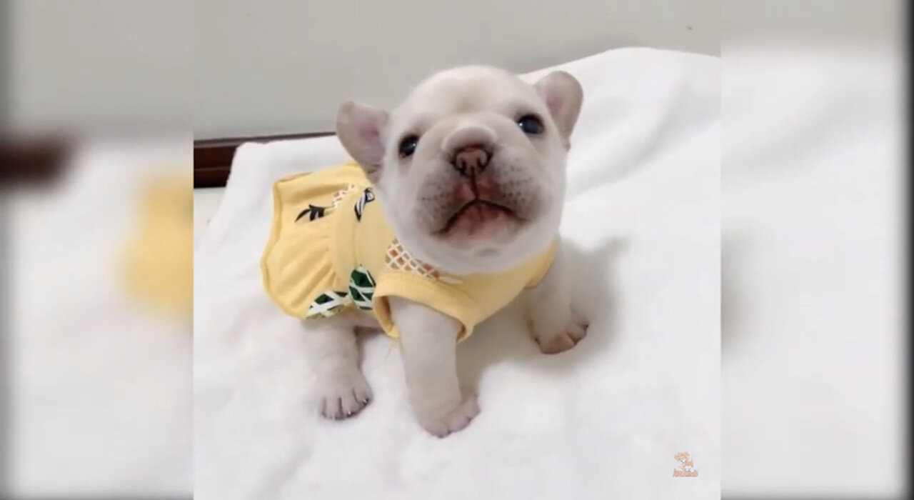 Baby Dogs - Cute and Funny Dog Videos Compilation #
