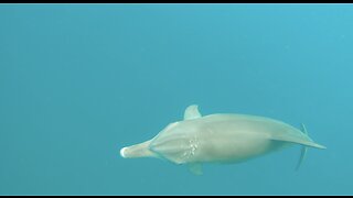 Dolphin Diary 131022 Bottlenose Dolphin Ginger