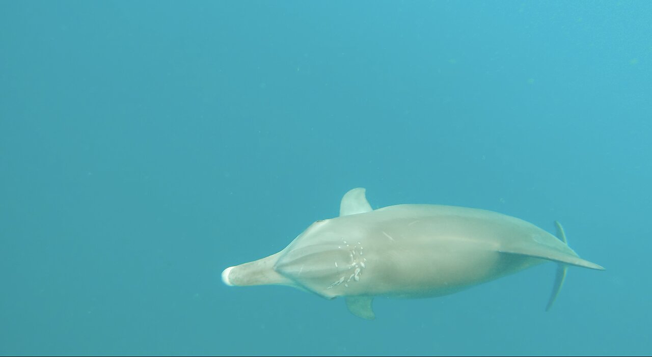 Dolphin Diary 131022 Bottlenose Dolphin Ginger