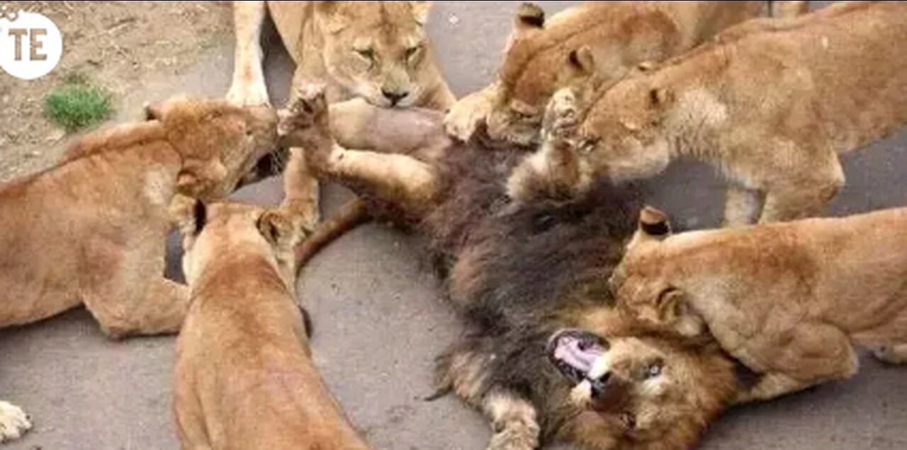 Expression of Lion After Mating 100 Times a day