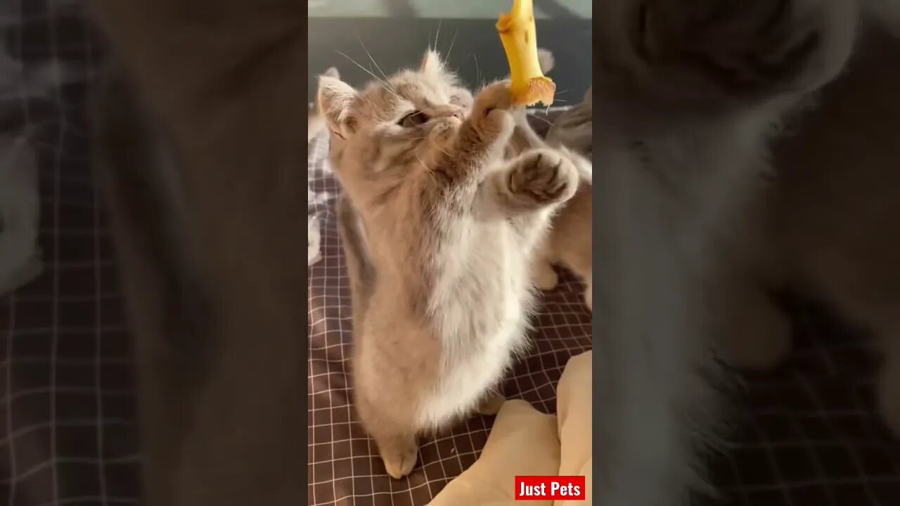 Funniest cute cat ever #cute #tiktok #funnyvideos #cat