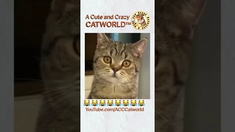 NO WAY You Won’t Laugh! 😂 Cat APOLOGIZES for His ‘Almost’ Actions (#224) | Funny Cat Videos #Shorts