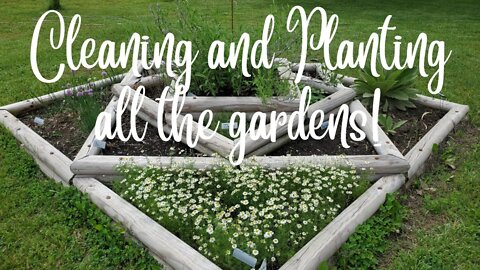 Cleaning and Planting the Gardens #herbs #vegetables #food