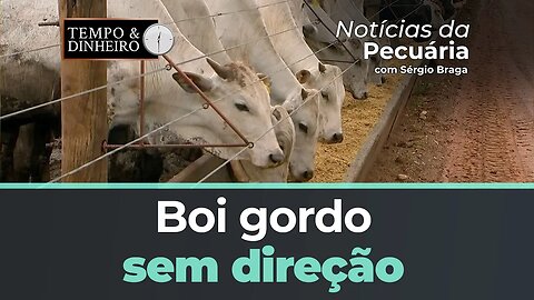 Boi gordo sem direção e pressionado com manutenção de fêmeas nas escalas de abate