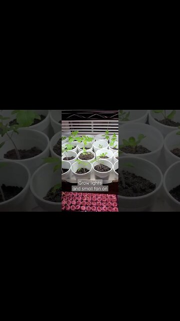 Seedlings Going Out to Harden