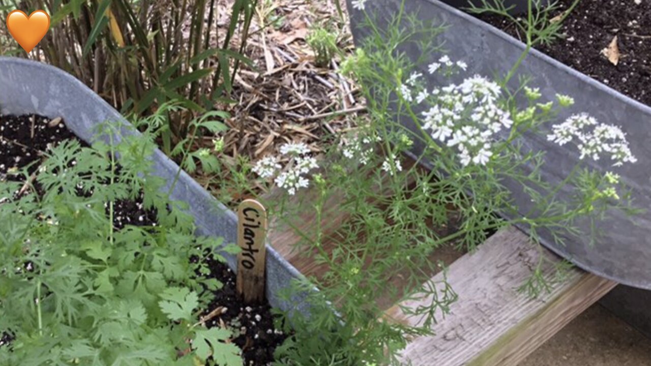 Beautiful Cilantro Flowers Enjoyed By Garden Guest 😊