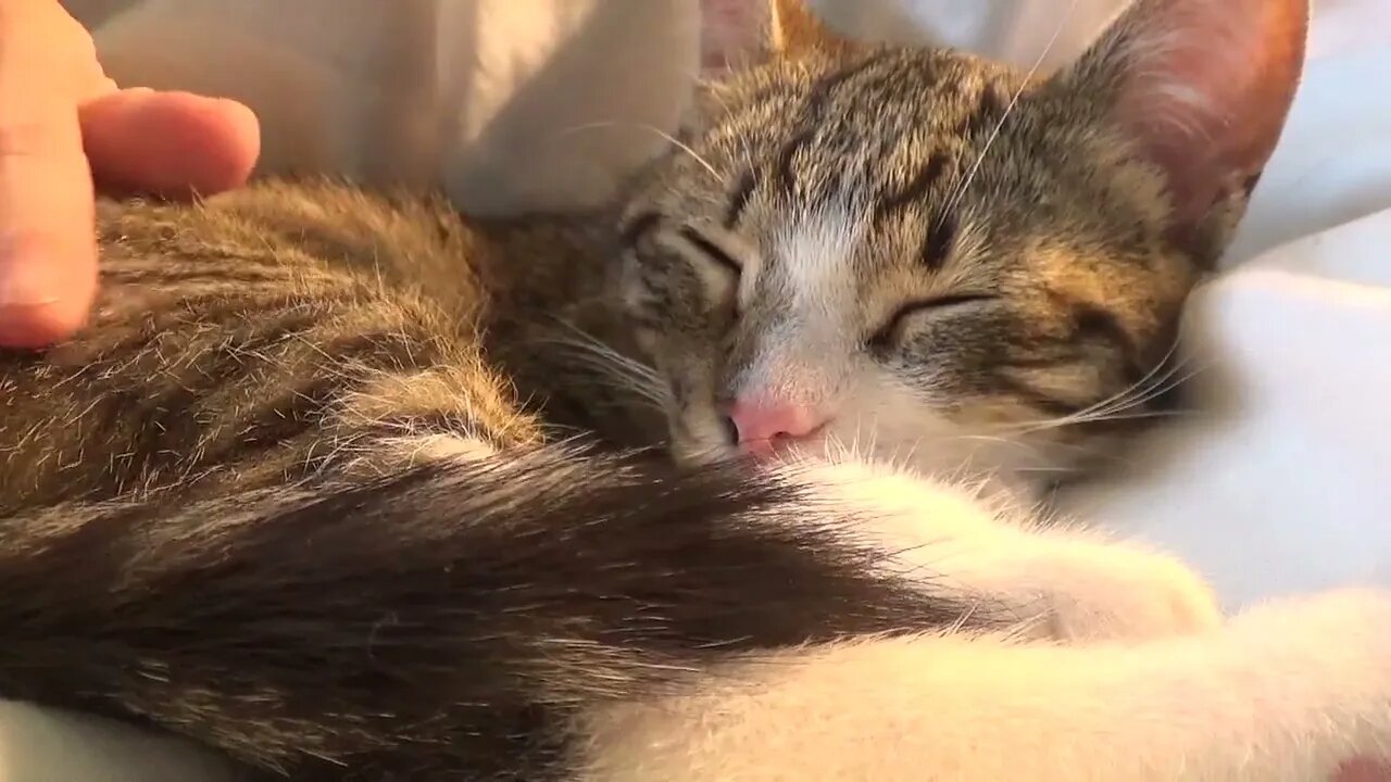 Purring Baby Cat Sleeps Like a Fox