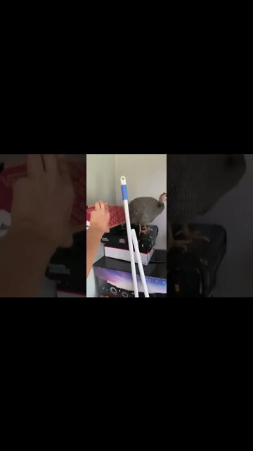 11 week Guinea fowl keet refuses to leave cabin peck peck peck poor bubba