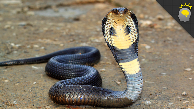 Stuff to Blow Your Mind: King Cobra Mania - Science on the Web