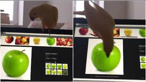 Pappagallino cerca di mangiare la mela che appare sullo schermo