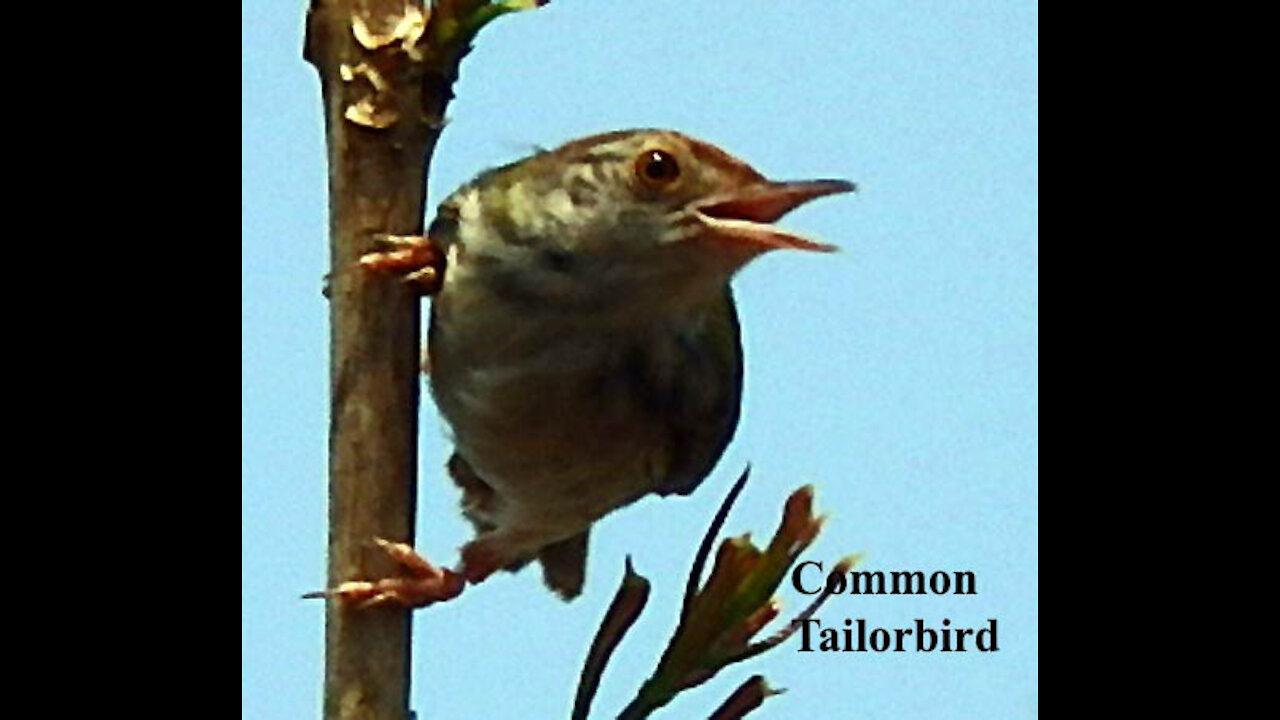 Common Tailorbird bird video