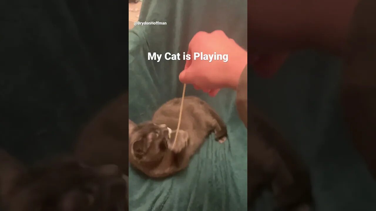 Funny Cat Meme