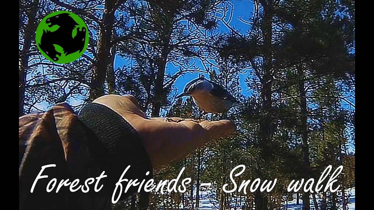 Forest friends find me on a snow walk.