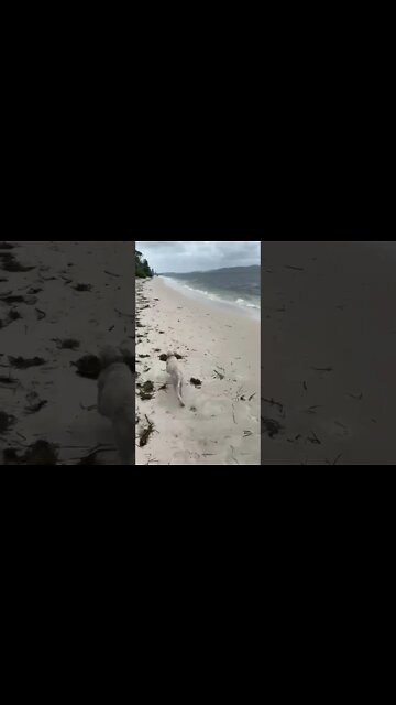 Little Dog Plays on Beach Nelson Bay