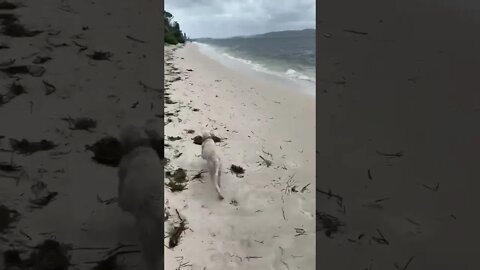 Little Dog Plays on Beach Nelson Bay